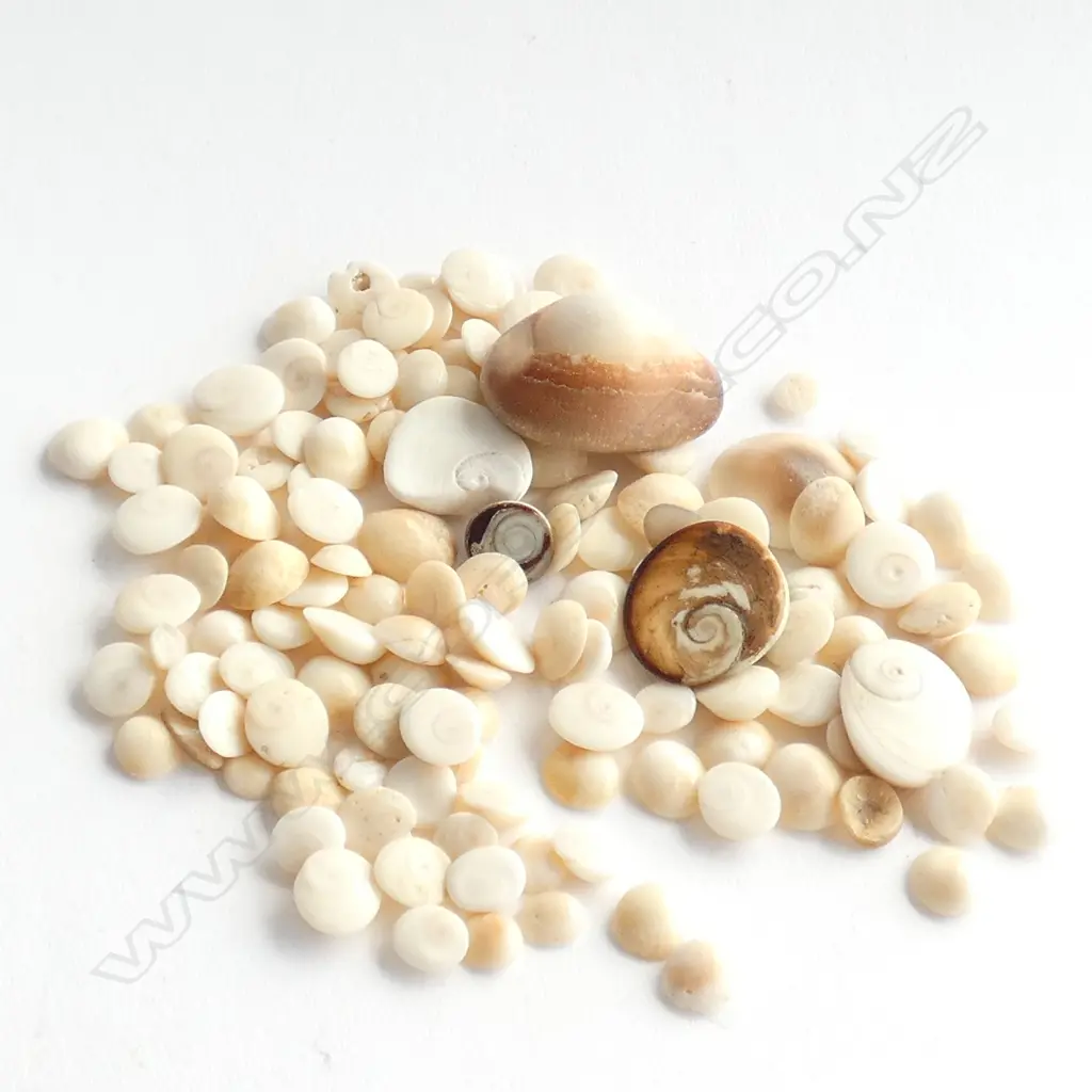 SHELL COLLECTION Image 1++