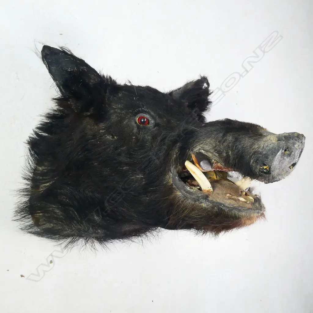 WILD BOAR TAXIDERMY HEAD SOME DISTRESS Image 1++