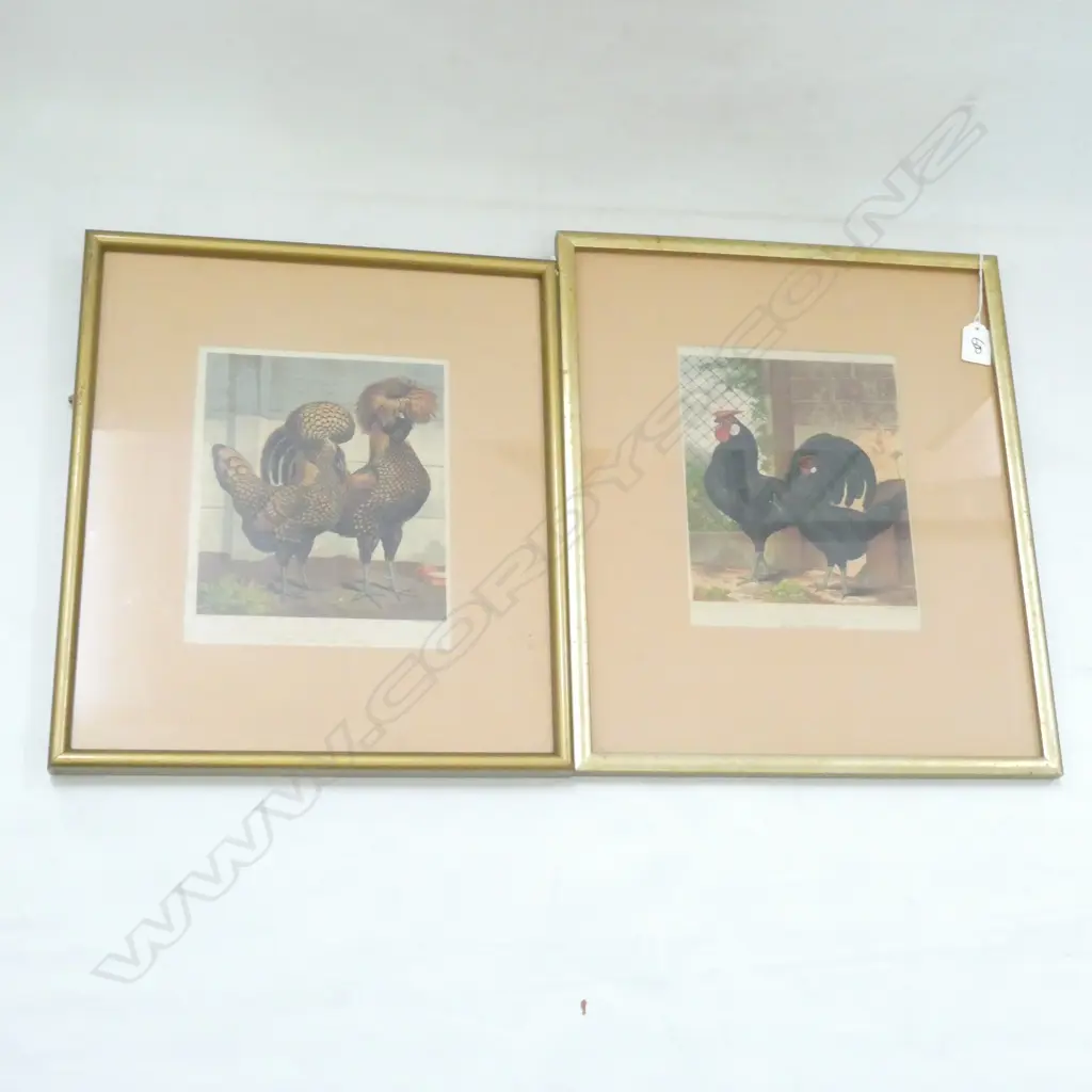 PR PRIZED ROOSTER PRINTS 225x185mm Image 1++