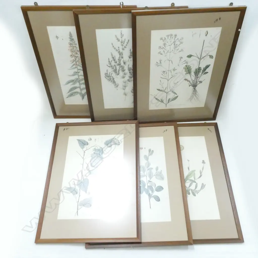 6 LG 19TH HAND COLOURED FRAMED BOTANICAL  PRINTS Image 1++