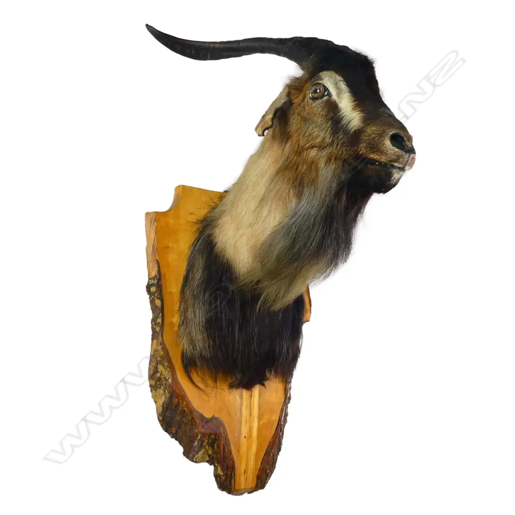 A taxidermy black bearded goat, bark edged shield form back board. H.760mm. Image 1++