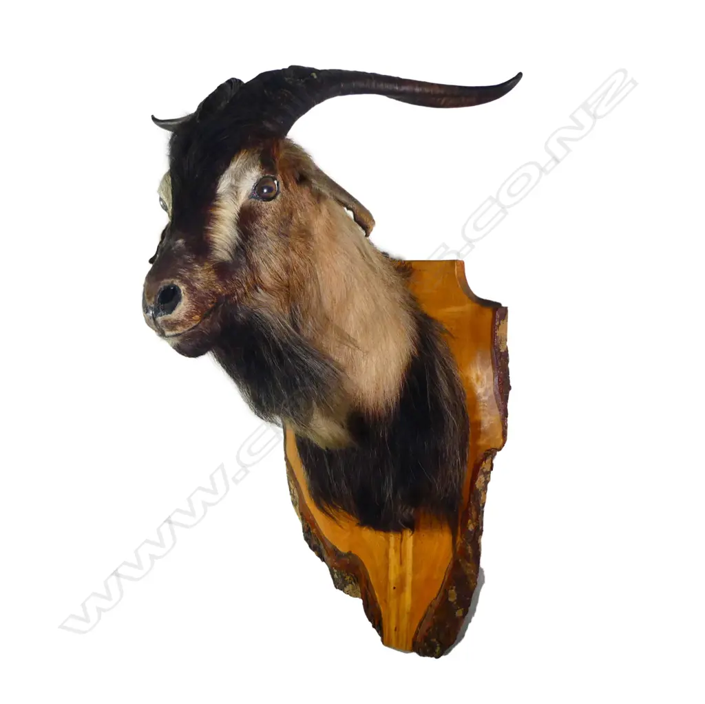 A taxidermy black bearded goat, bark edged shield form back board. H.760mm. Image 1++