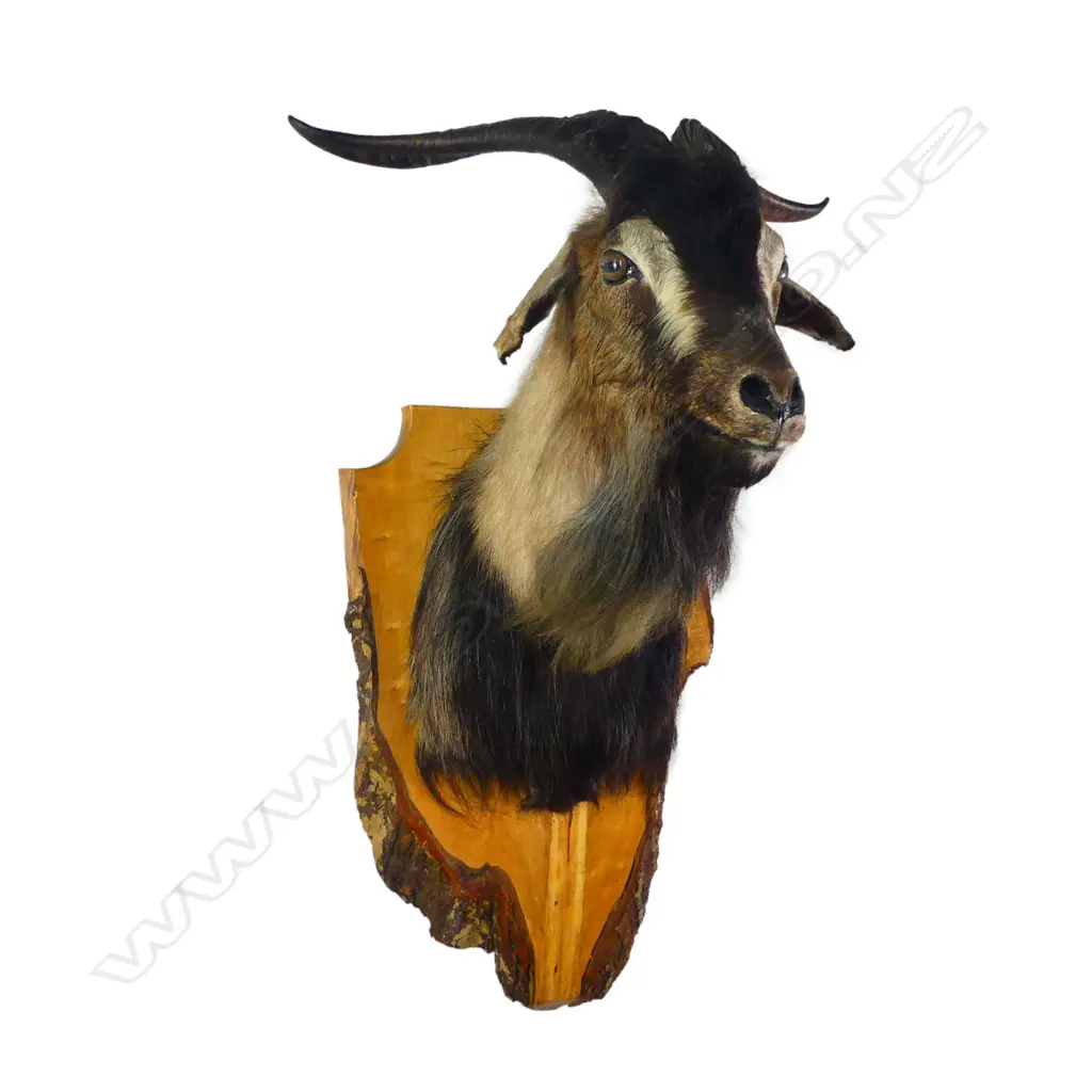 A taxidermy black bearded goat, bark edged shield form back board. H.760mm. Image 1++