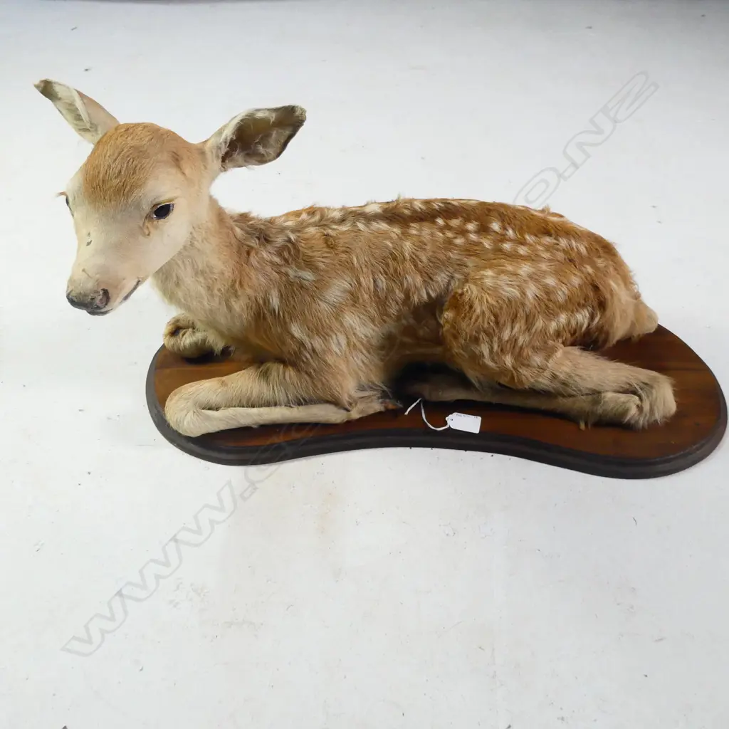 TAXIDERMY FULL BODY MOUNT FAWN DEER RECUMBANT. ON BOARD L. 680MM Image 1++