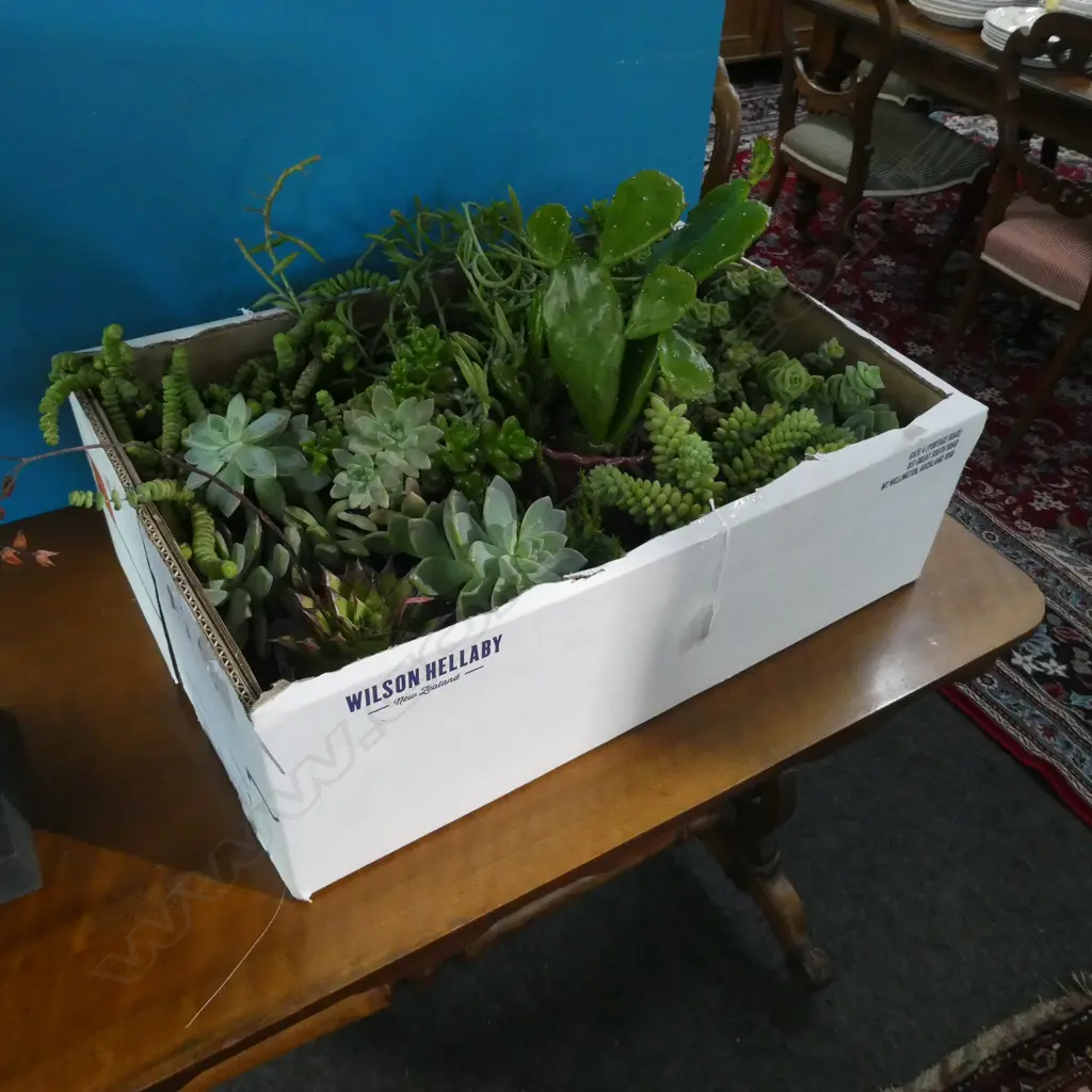 VARIOUS SUCCULENT PLANTS Image 1++