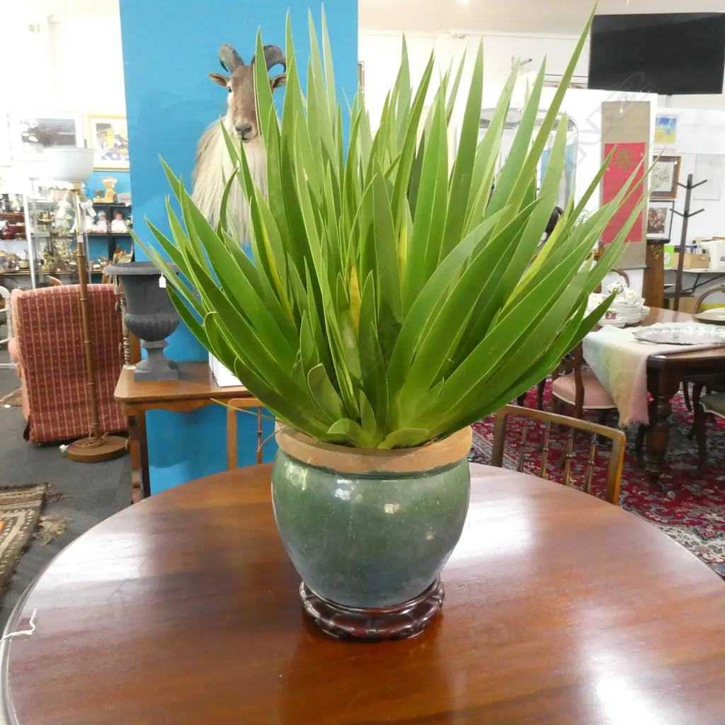 POOR KNIGHTS LILY IN POT Image 1++