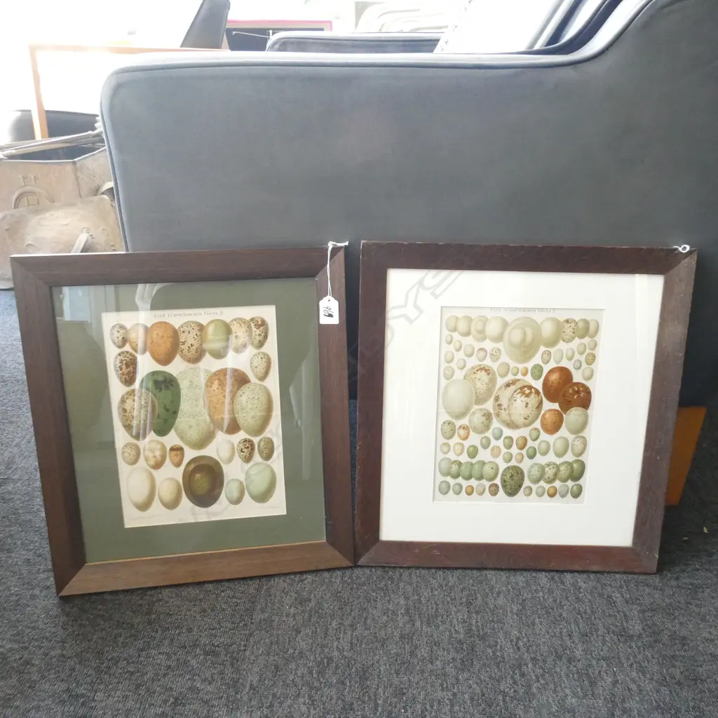 2 GERMAN CHROMOLITHOGRAPHS BIRDS EGGS 1879 280x215mm Image 1++