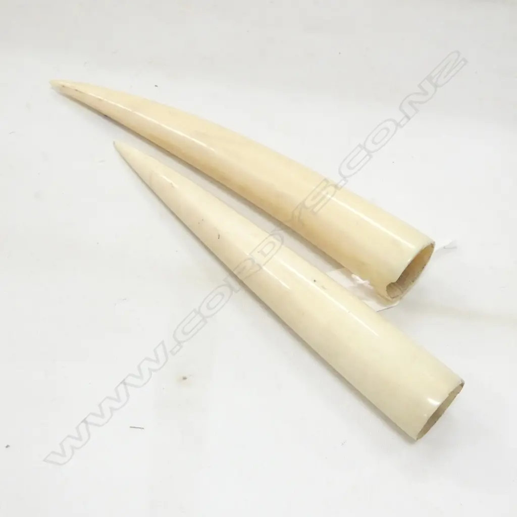 PAIR OF IVORY TUSK, L.190MM Image 1++