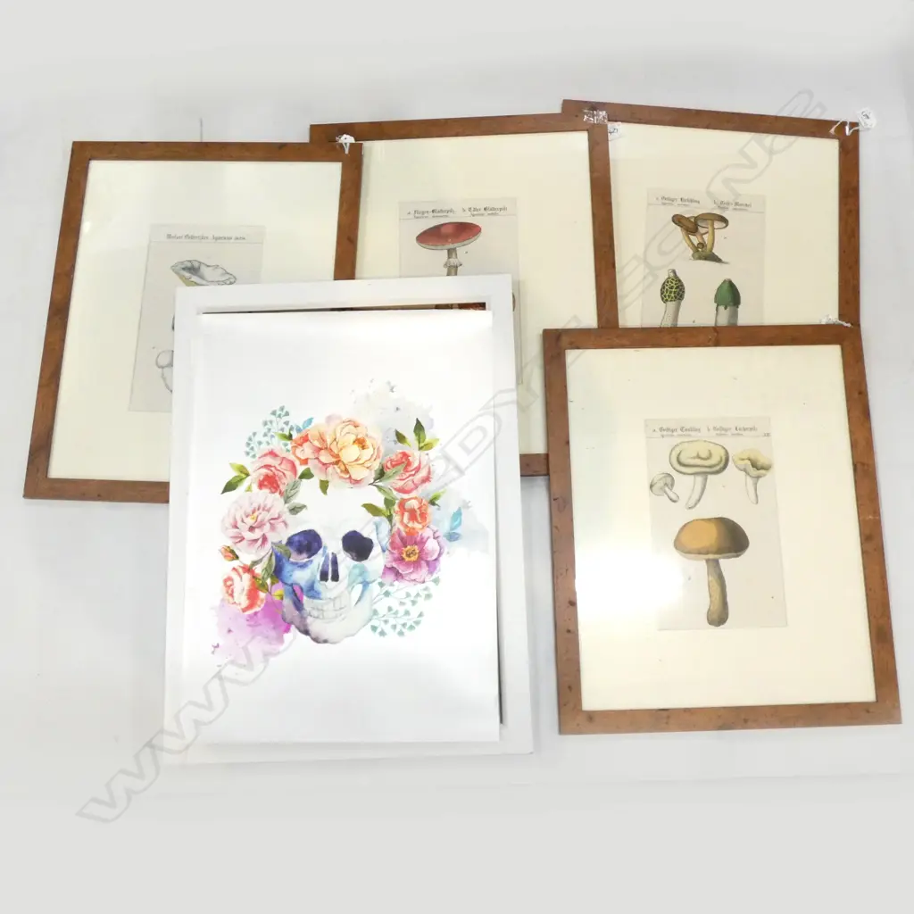5 PRINTS; 4 MUSHROOM 290x175mm (560x455mm OVERALL) + 1 SKULL  Image 1++