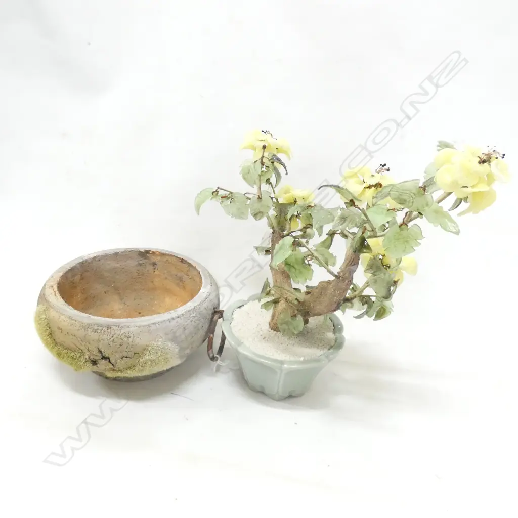 JADE (?)BONSAI PLANT IN CERAMIC POT (H 350MM) + CONCRETE POT (DIA 220MM) Image 1++
