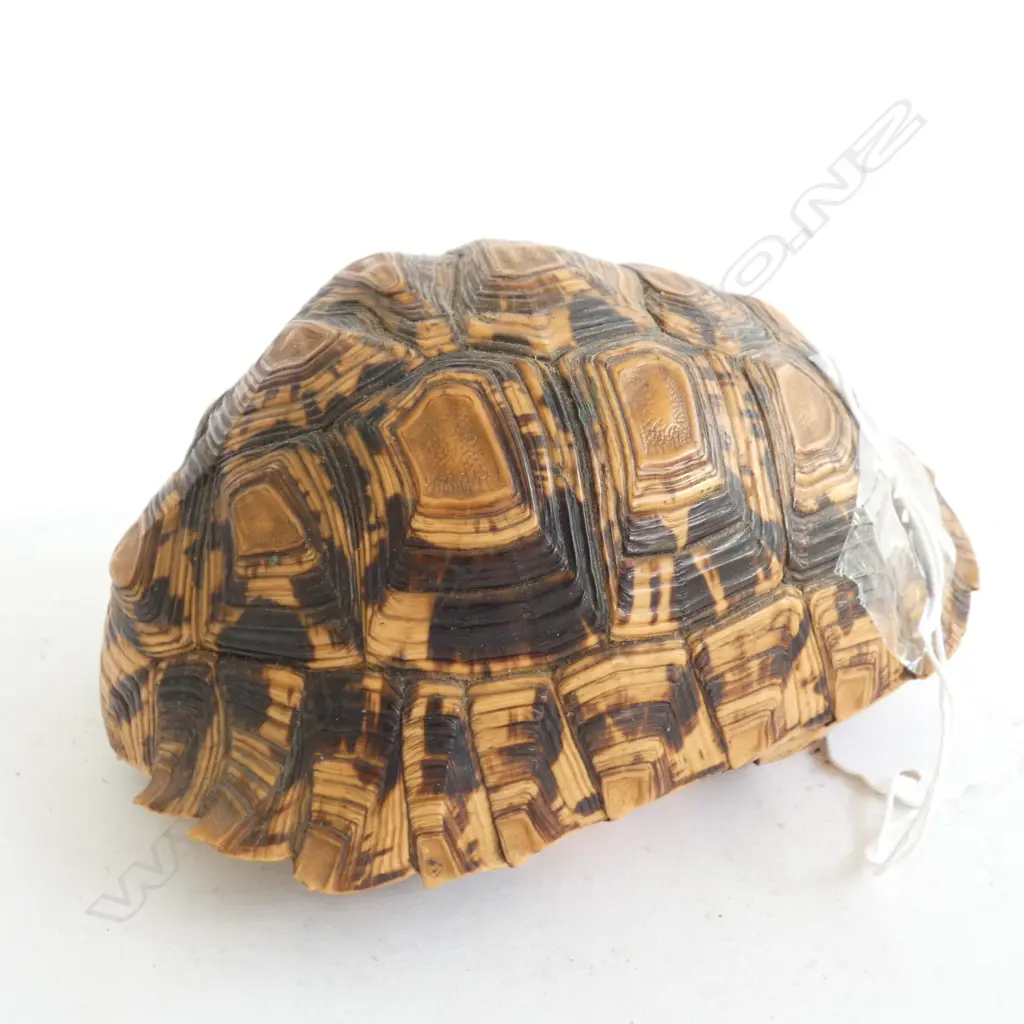 SMALL TORTOISE SHELL - 135MM Image 1++