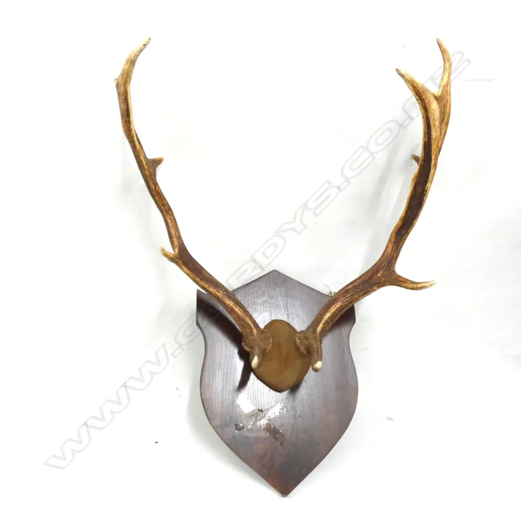 WOODEN SHEILD MOUNTED ANTLERS H.650mm Image 1++