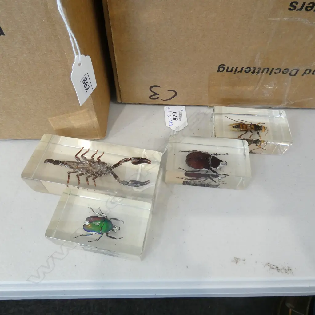FOUR INSECTS IN ACRYLIC... Image 1++