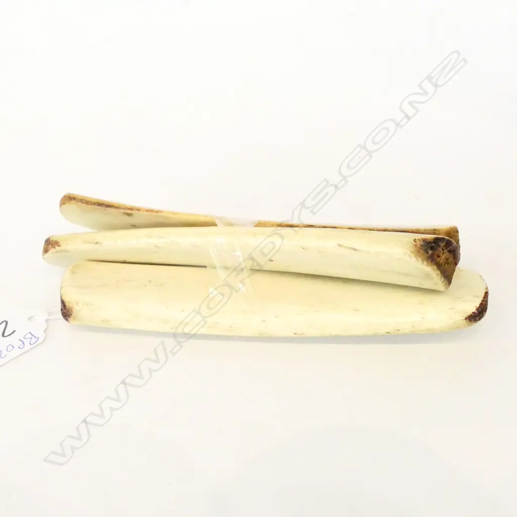 3 MUSICAL BONES WHALE BONE VERTEBRAE L.140MM Image 1++
