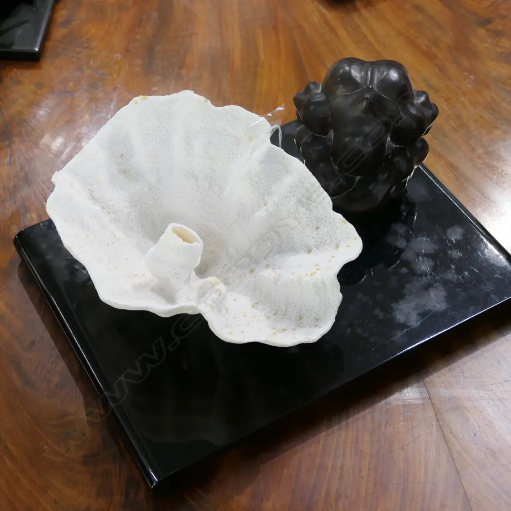 CORAL (DISH FORM) & ROSEWOOD CONTORTED FIGURE CARVING Image 1++