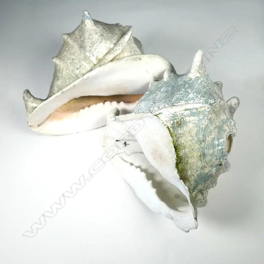 TWO OLD PAINTED CONCH SHELLS, L. 240MM Image 1++