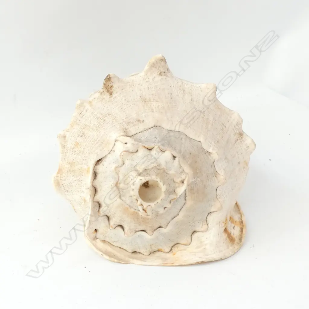 OLD LGE CONCH SHELL  Image 1++