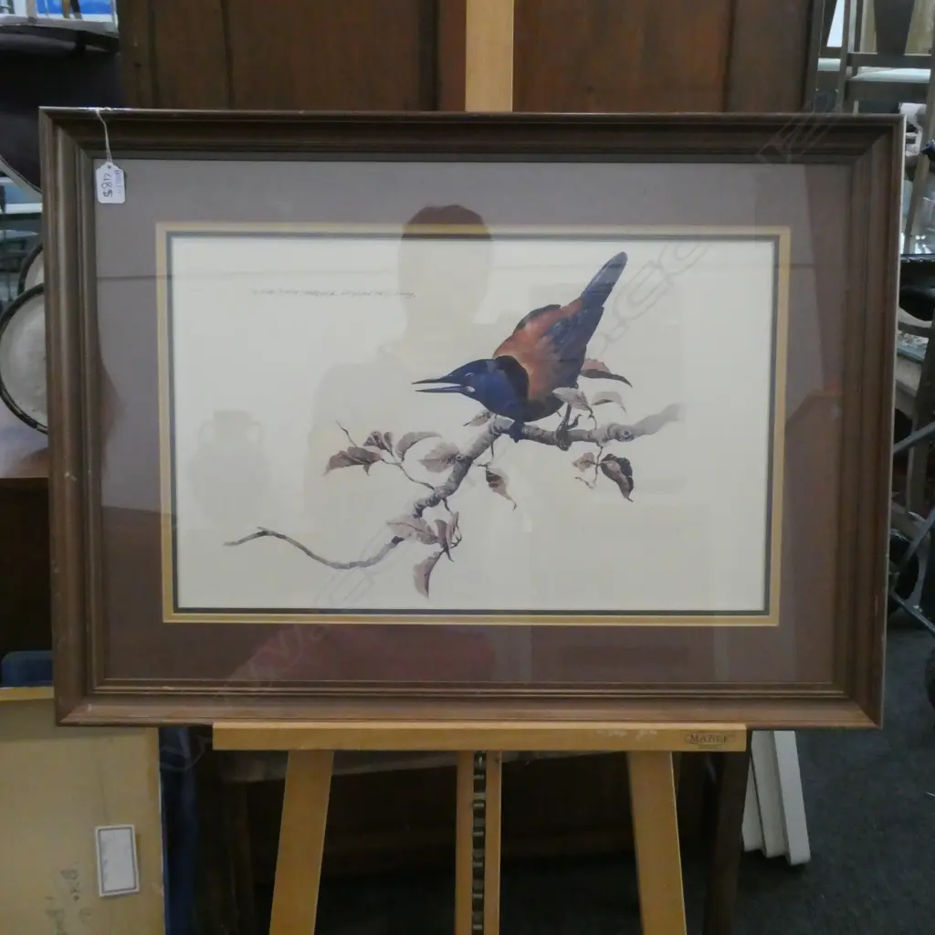 RAYMOND HARRIS PRINT NORTH ISLAND SADDLEBACK 780 X 570MM  Image 1++