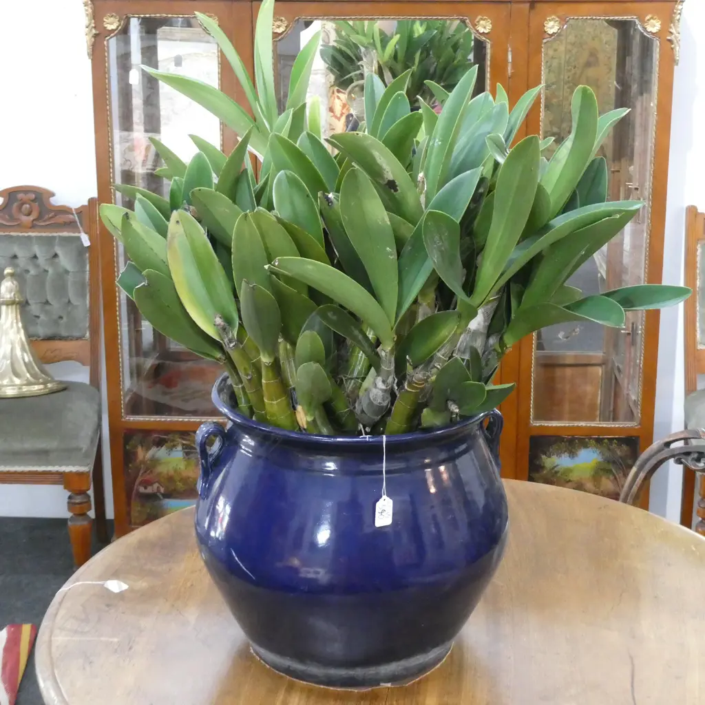 POTTED YELLOW ORCHIDS Image 1++