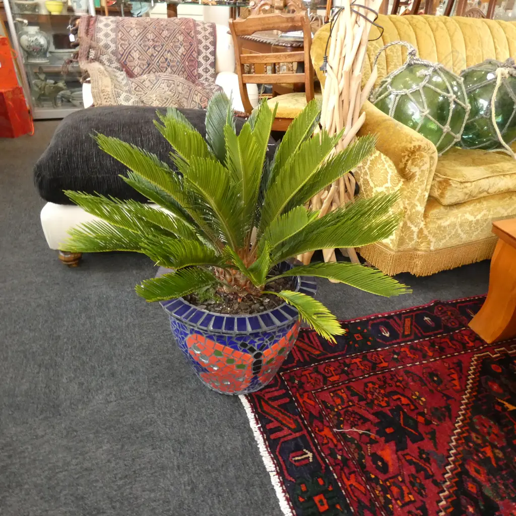 POTTED CYCAD PALM Image 1++