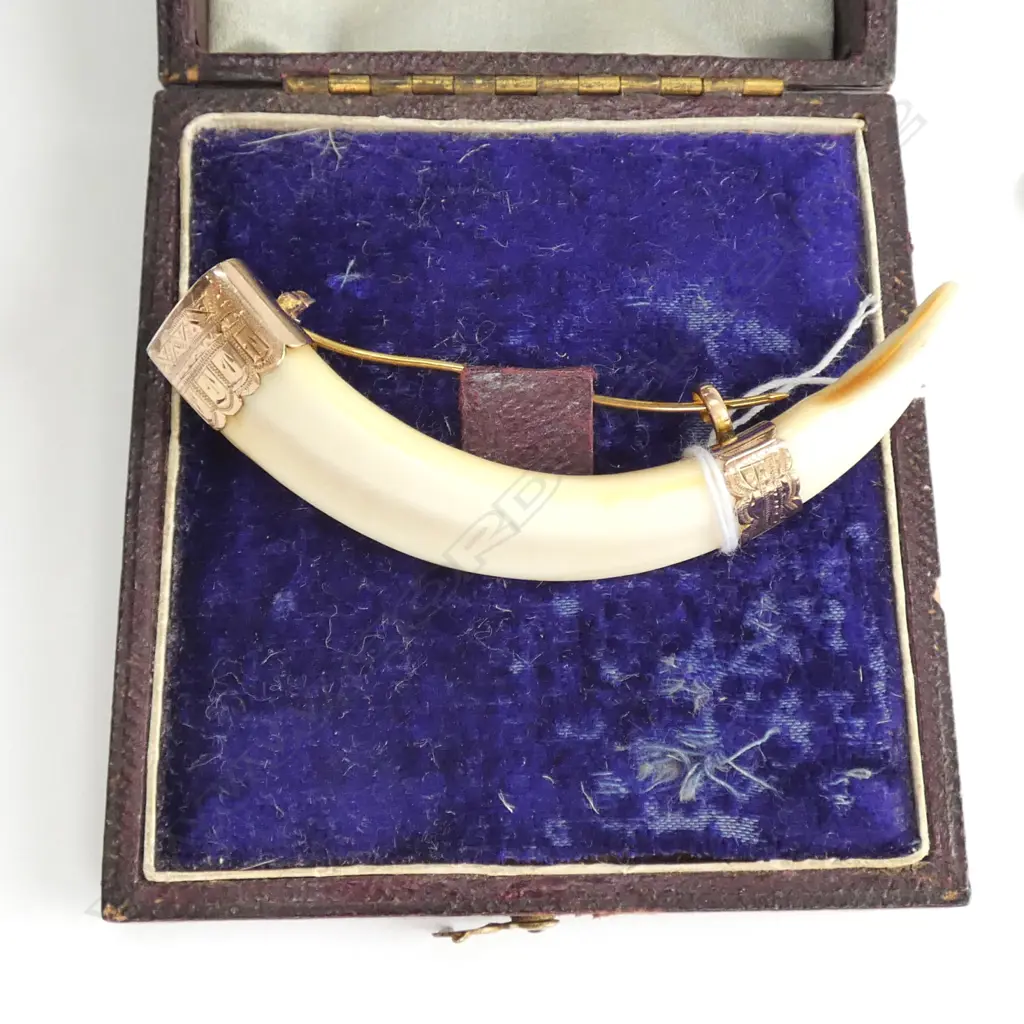 COLONIAL 9CT MOUNTED BOAR'S TUSK BROOCH Image 1++