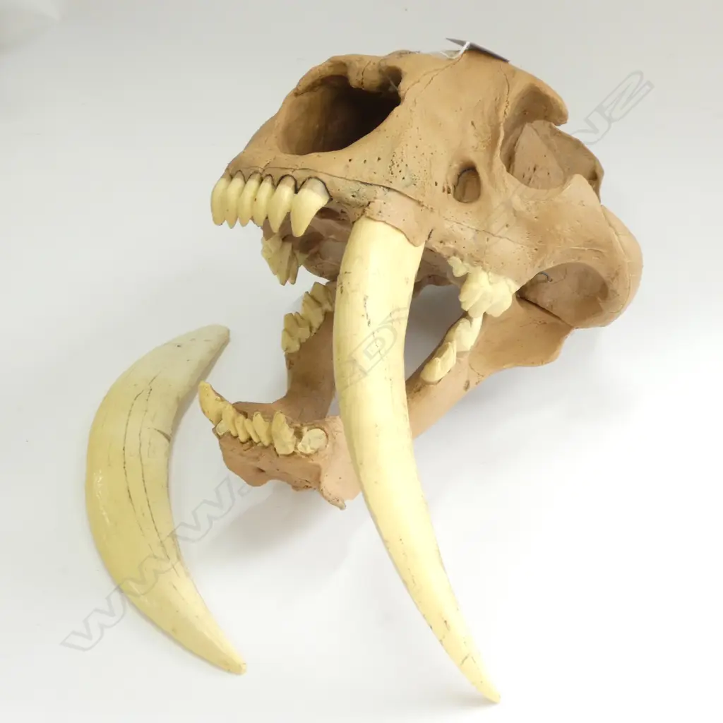 PLASTIC SABRETOOTH TIGER SKULL L.400mm Image 1++