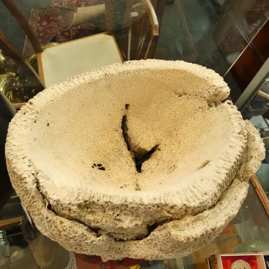 LARGE BRAIN CORAL OF BOWL SHAPE, APPROX 20kg