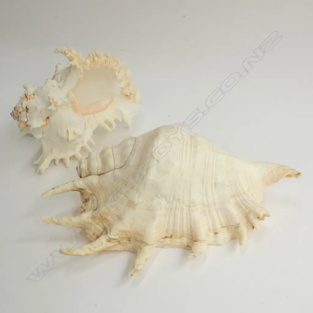 2 SHELLS L. 270MM Image 1++