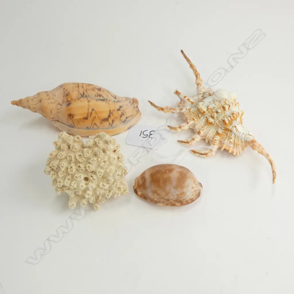 4 SHELLS  Image 1++