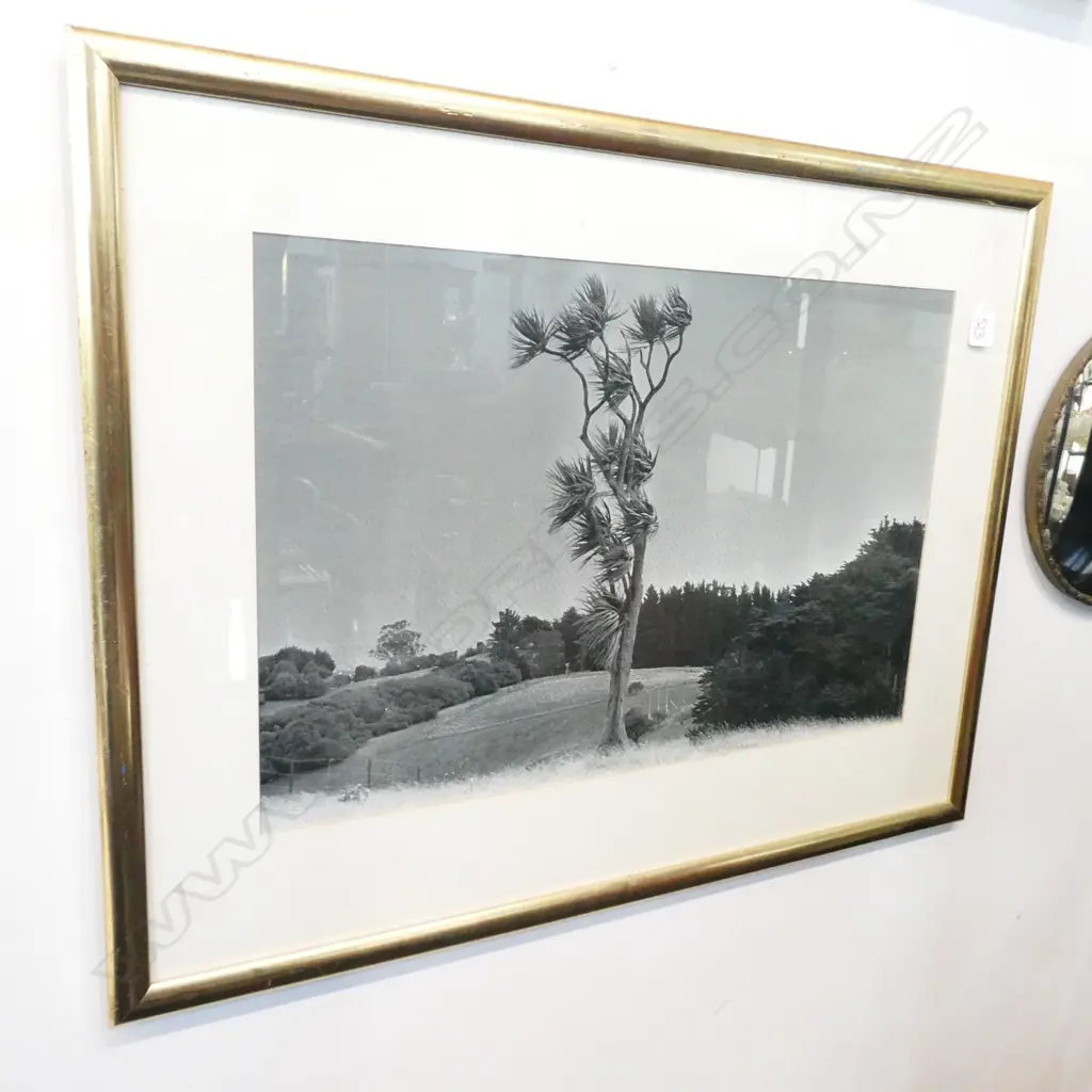 VINTAGE PHOTO WINDSWEPT CABBAGE TREE 400x600mm Image 1++