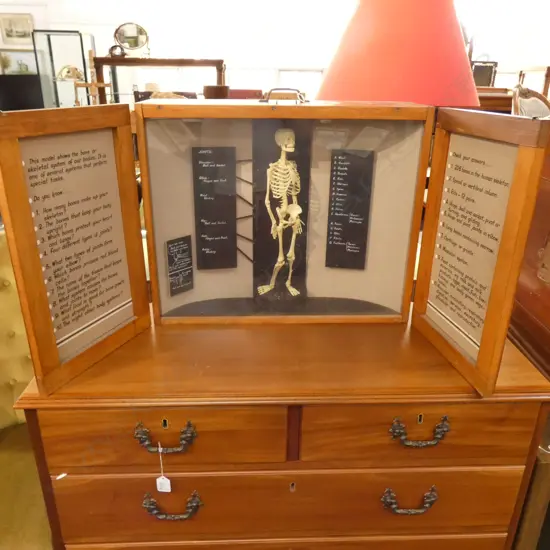 'DOMINION MUSEUM EDUCATION SERVICE HUMAN SKELETON'....