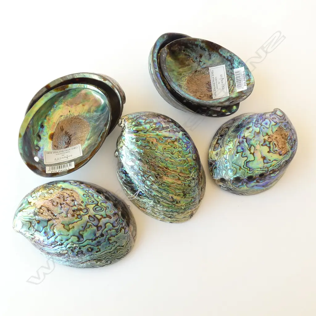 ASST POLISHED PAUA SHELLS Image 1++