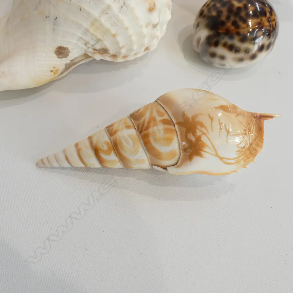 5 SHELLS LARGEST 230MM L.  Image 1++
