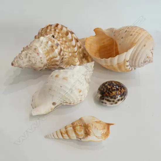5 SHELLS LARGEST 230MM L. 