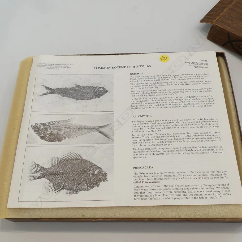 FISH FOSSIL IN STONE BOXED 'THE STONE FISH' Image 1++