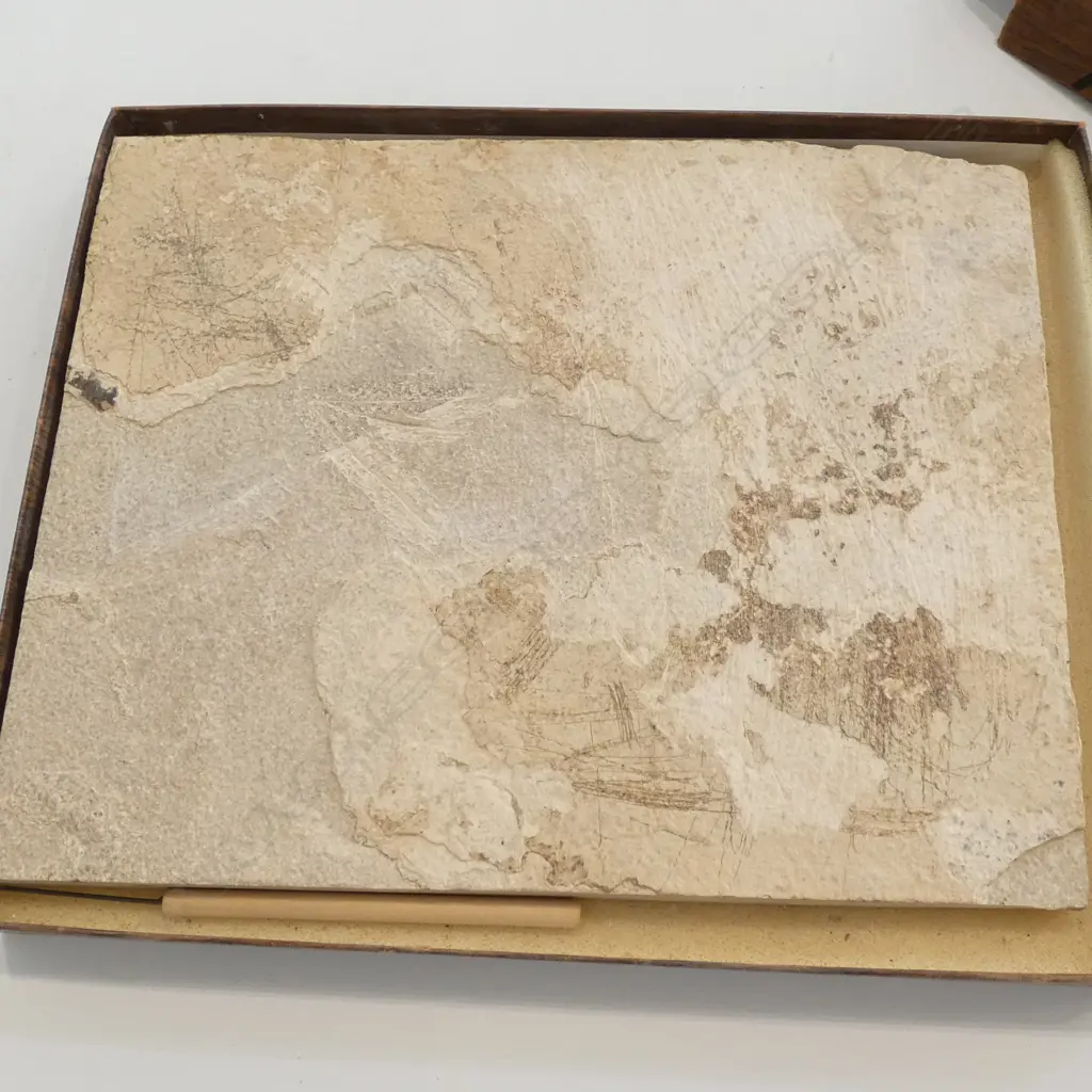 FISH FOSSIL IN STONE BOXED 'THE STONE FISH' Image 1++