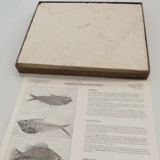 FISH FOSSIL IN STONE BOXED 'THE STONE FISH'
