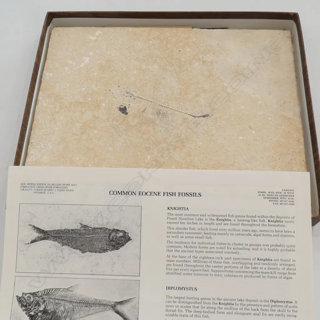 FISH FOSSIL IN STONE BOXED 'THE STONE FISH' Image 1++