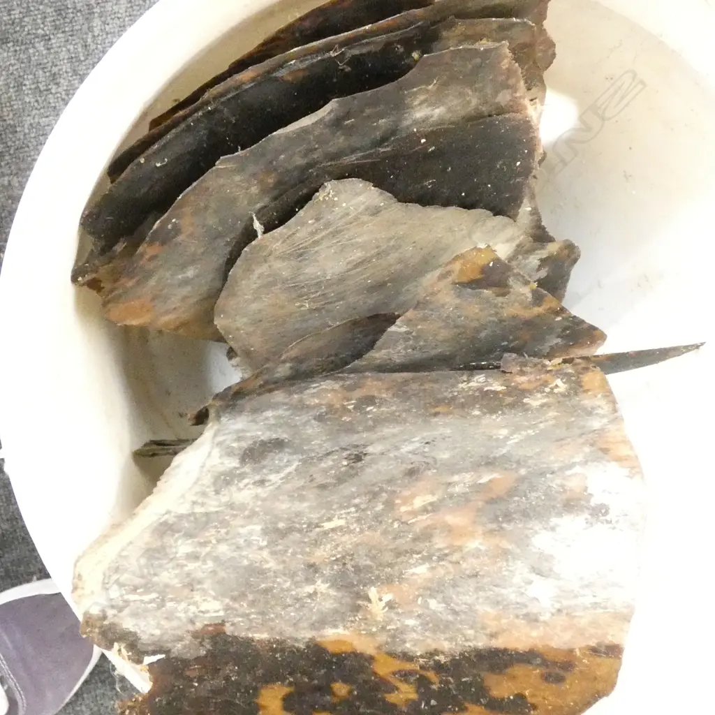 LGE OLD TORTOISESHELL PLATES / SCUTES Image 1++