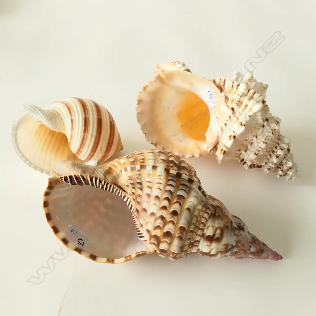 (7) 3 CONCH SHELLS (LARGEST 230MM) Image 1++
