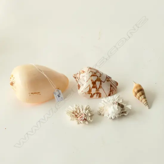 (7) 4 SHELLS