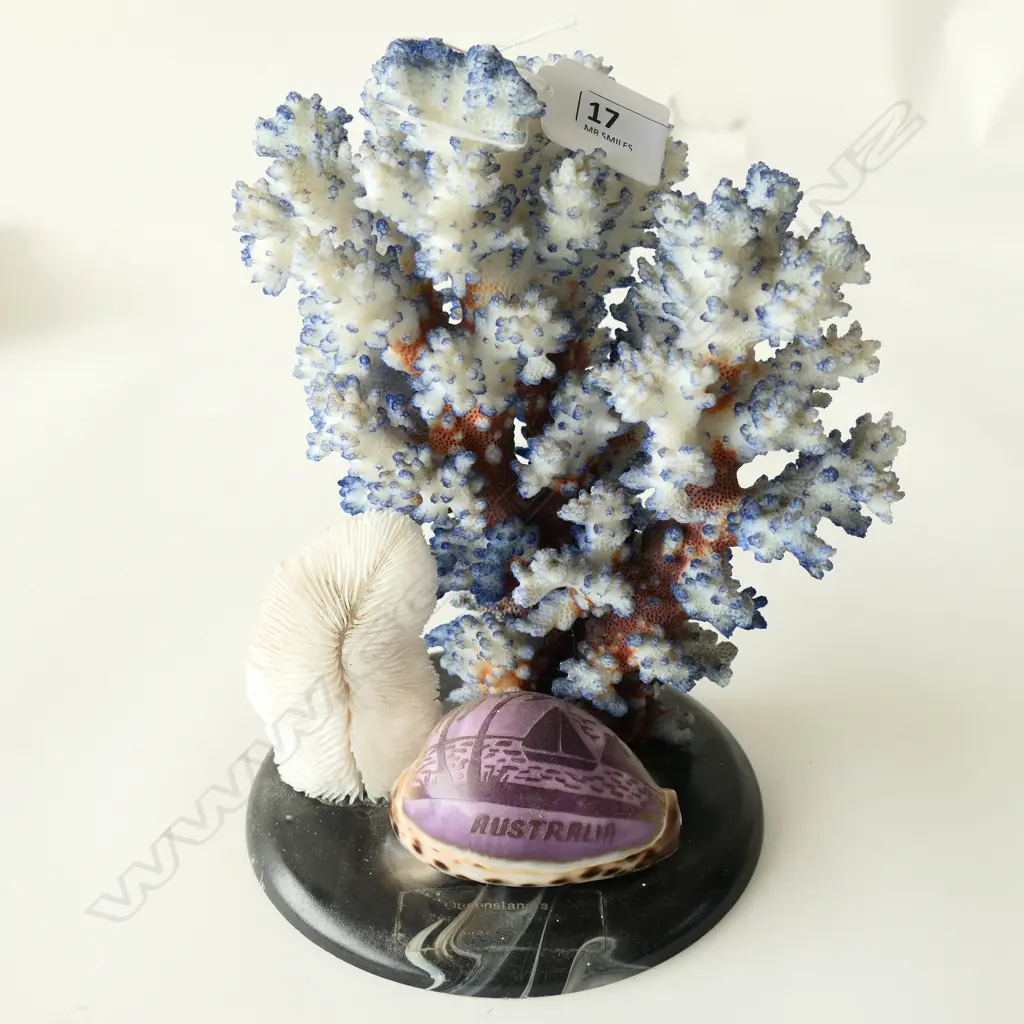 (7) BLUE CORAL SHELL ON BASE Image 1++
