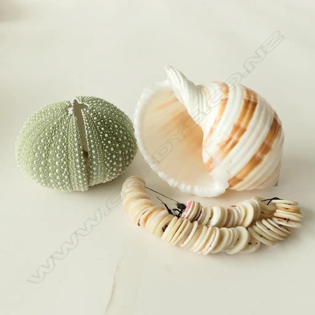 2 SHELLS + SHELL NECKLACE IN BOX Image 1++