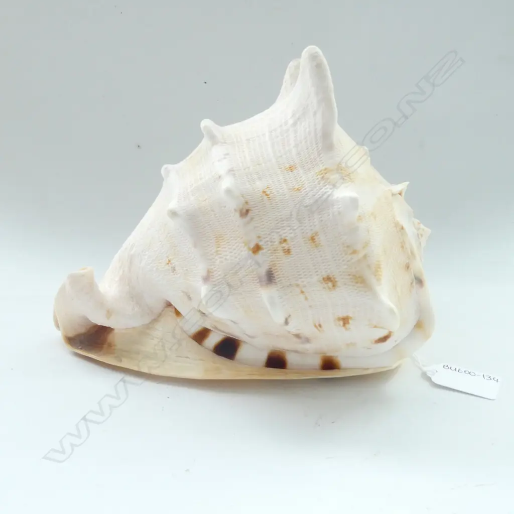 (14) LARGE SEA SHELL - YELLOW HORNED HELMET SHELL 'CASSIS CORNUTA' H. 160 x 200mm Image 1++