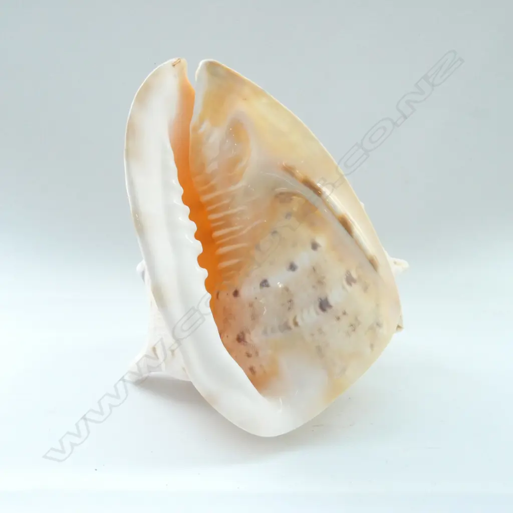 (14) LARGE SEA SHELL - YELLOW HORNED HELMET SHELL 'CASSIS CORNUTA' H. 160 x 200mm Image 1++