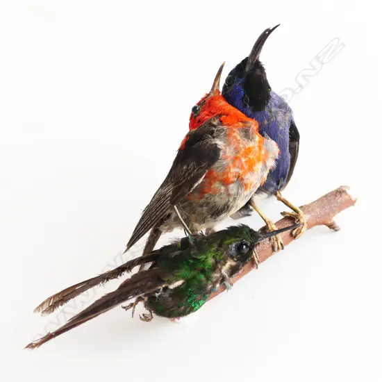 3 TAXIDERMIED HUMMINGBIRDS ON A BRANCH plus 'SEAMLESS ENEMA' BOX L. 170mm