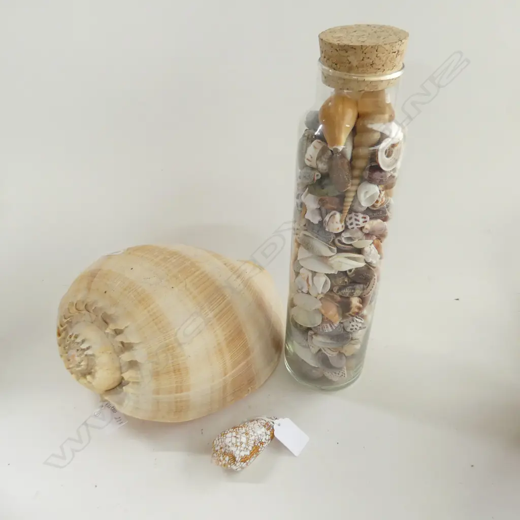 COLLECTION OF SEA SHELLS INCL 1 FULL JAR AND A LARGE BALER SHELL L. 280mm + TEXTILE CONE SHELL Image 1++