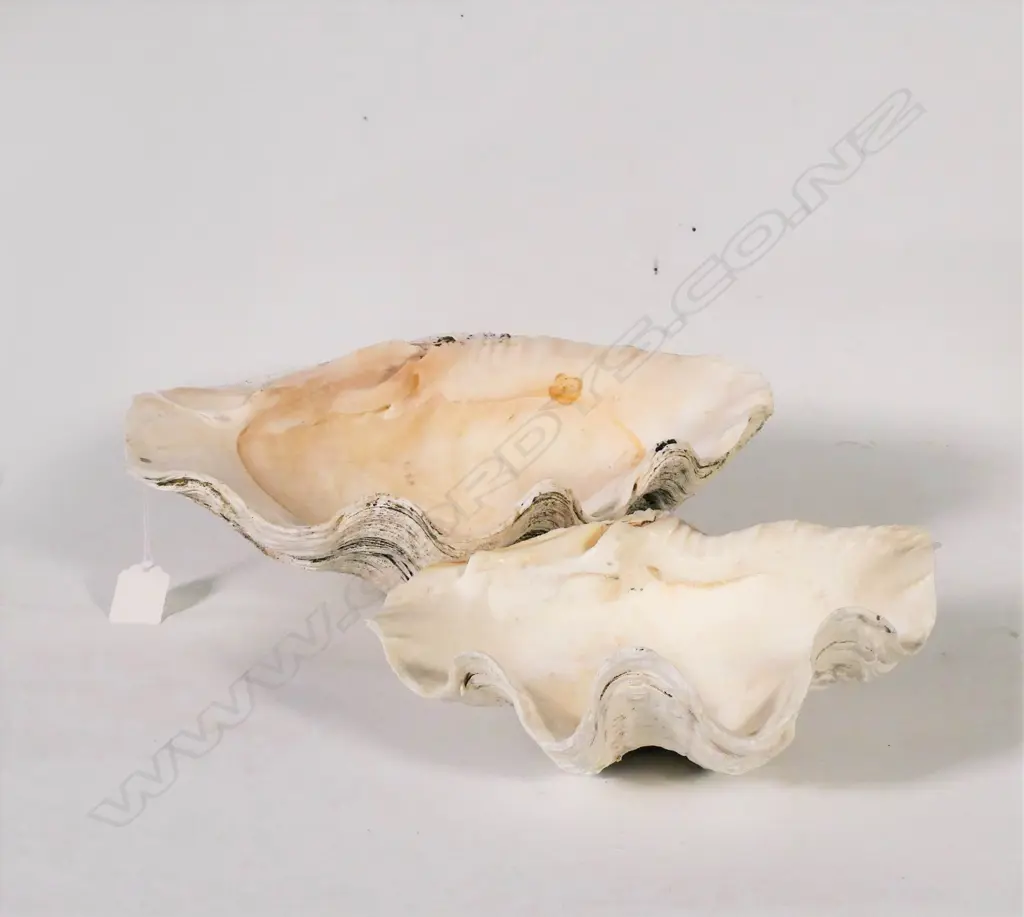 (26) 1 MEDIUM + 1 LARGE CLAMSHELL L. 320mm Image 1++