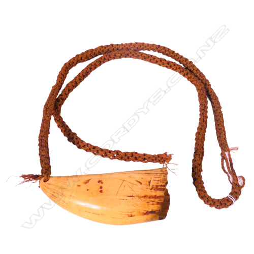 (26) A TABUA OR WHALE TOOTH DRILLED AND THREADED ONTO A PALM FIBRE CORD.A VERY IMPORTANT CULTURAL ITEM TO FIJI L. 150mm Image 1++