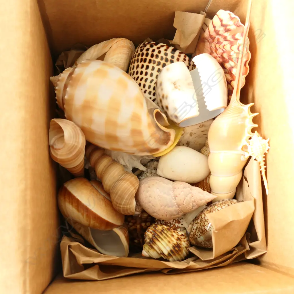 SMALL BOX OF NUMEROUS SHELLS Image 1++